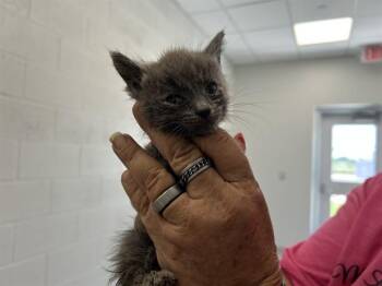 RHYTHM -  Domestic Short Hair Cat for Adoption in Ocala, Florida - RHYTHM | PetCurious