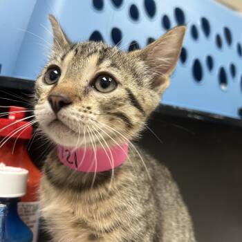 Sheik -  Domestic Short Hair Cat for Adoption in Lakeland, Florida - Sheik | PetCurious