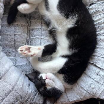 Checkers -  Domestic Short Hair Cat for Adoption in Los Angeles, California - Checkers | PetCurious