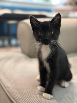 PAUL MCCARTNEY -  Domestic Short Hair Cat for Adoption in Conroe, Texas - PAUL MCCARTNEY | PetCurious