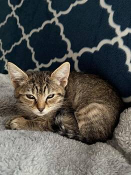 Domestic Short Hair Cats Available for Adoption - Poppy & Daisy | PetCurious