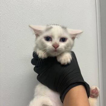 Blade -  Domestic Short Hair Cat for Adoption in Abilene, Texas - Blade | PetCurious