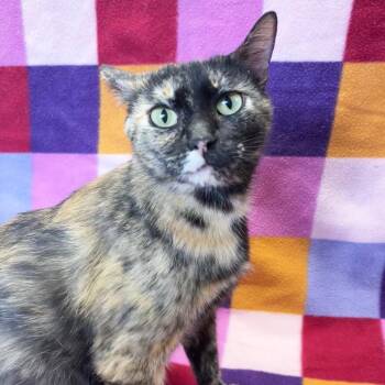 Mama Sparkler -  Domestic Short Hair Cat for Adoption in Mt. Juliet, Tennessee - Mama Sparkler | PetCurious
