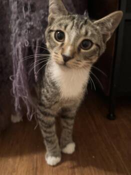 Ceril -  Domestic Short Hair Cat for Adoption in Richmond, Virginia - Ceril | PetCurious