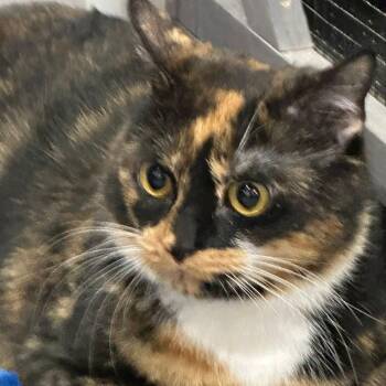 Rescue Tortoiseshell Cats for Adoption in Washington, Pennsylvania - Genevieve | PetCurious