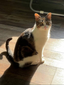 Rescue Domestic Short Hair Cats for Adoption in Romeoville, Illinois - Cookie | PetCurious