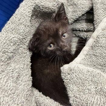 Richie -  Domestic Short Hair Cat for Adoption in Hilton Head Island, South Carolina - Richie | PetCurious