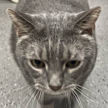 Rescue Domestic Short Hair Cats for Adoption in La Grange, Kentucky - Chiquito | PetCurious