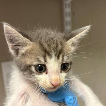 Domestic Short Hair Cats Available for Adoption in Yuma, Arizona - Raye | PetCurious