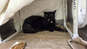 HAMMY -  Domestic Short Hair Cat for Adoption in Omaha, Nebraska - HAMMY | PetCurious