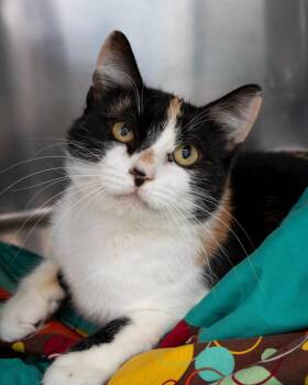 Sophie -  Domestic Short Hair Cat for Adoption in Boone, Iowa - Sophie | PetCurious