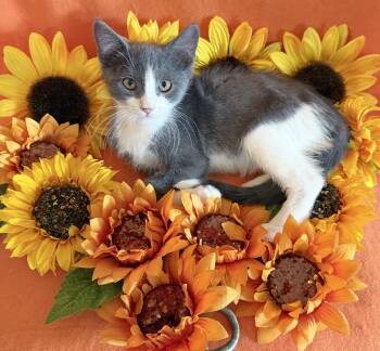 Wolfie -  Domestic Short Hair Cat for Adoption in Lake Monroe, Florida - Wolfie | PetCurious
