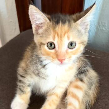 Britney -  Domestic Short Hair Cat for Adoption in Woodinville, Washington - Britney | PetCurious