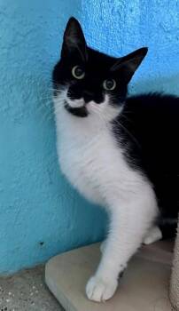 Rescue Domestic Short Hair Cats for Adoption in Key West, Florida - Mercutio | PetCurious