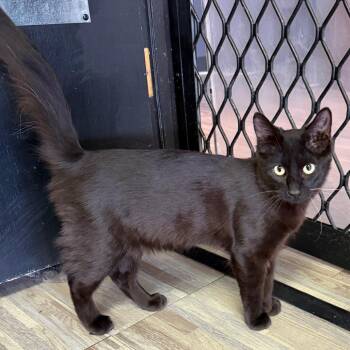Cameron -  Domestic Medium Hair Cat for Adoption in Las Vegas, Nevada - Cameron | PetCurious