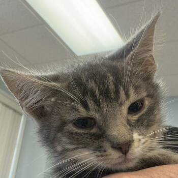 Lillian -  Domestic Short Hair Cat for Adoption in Greensboro, Georgia - Lillian | PetCurious
