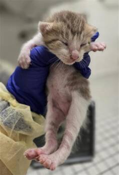 Domestic Short Hair Cats Available for Adoption in Dallas, Texas - CRUMB | PetCurious
