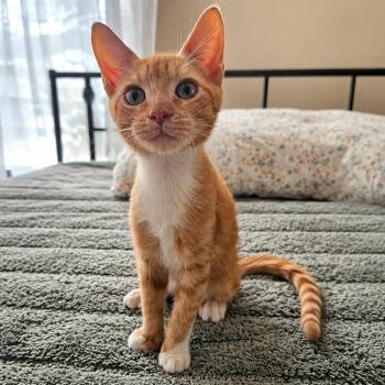 Mickey -  Domestic Short Hair Cat for Adoption in Houston, Texas - Mickey | PetCurious