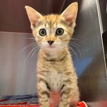 Domestic Short Hair Cats Available for Adoption in Englewood, Florida - Marie | PetCurious