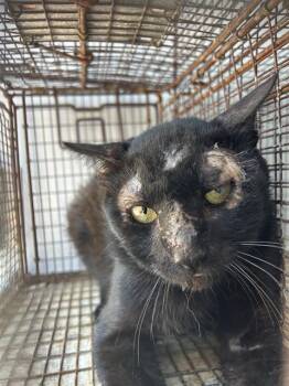 A658854 -  Domestic Short Hair Cat for Adoption in Houston, Texas - A658854 | PetCurious