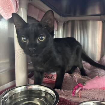 Foxy -  Domestic Short Hair Cat for Adoption in Dover, New Hampshire - Foxy | PetCurious