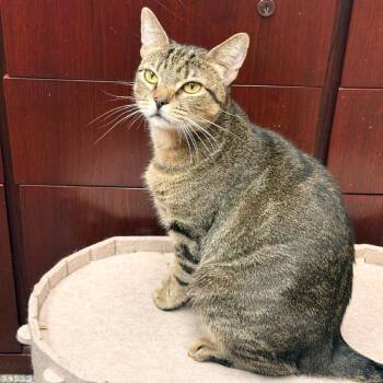 Bella -  Domestic Short Hair Cat for Adoption in Los Angeles, California - Bella | PetCurious