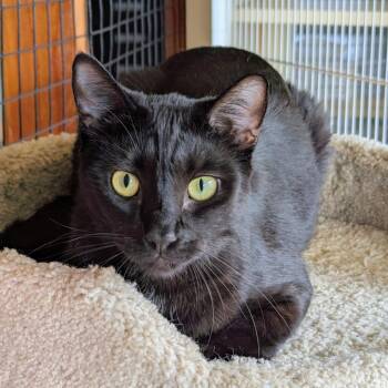 Pistachio -  Domestic Short Hair Cat for Adoption in Aberdeen, Washington - Pistachio | PetCurious