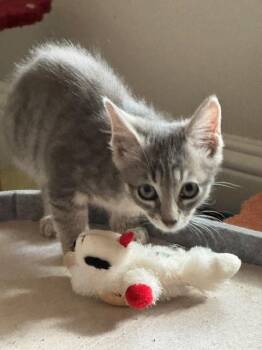 Clyde -  Tabby Cat for Adoption in Grand Prairie, Texas - Clyde | PetCurious