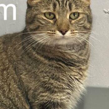 Jem -  Domestic Short Hair Cat for Adoption in Tipp City, Ohio - Jem | PetCurious
