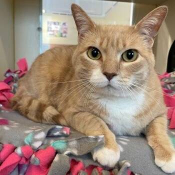 Domestic Short Hair Cats Available for Adoption in Rochester, Minnesota - Emma | PetCurious