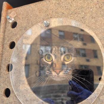 Domestic Short Hair Cats Available for Adoption - Thing 2 | PetCurious