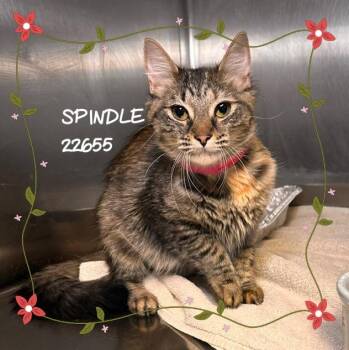 SPINDLE -  Domestic Medium Hair Cat for Adoption in Marietta, Georgia - SPINDLE | PetCurious