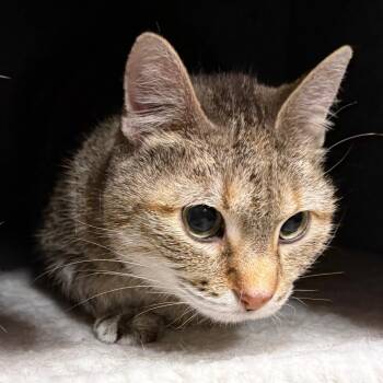 Bella -  Domestic Short Hair Cat for Adoption in Cumming, Georgia - Bella | PetCurious