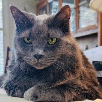 Domestic Long Hair Cats Available for Adoption - Lucky IX (New Dig) | PetCurious