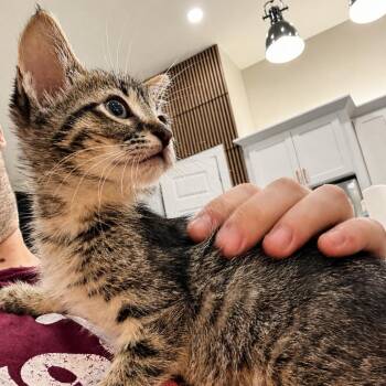 Biscuit -  Domestic Short Hair Cat for Adoption in Houston, Texas - Biscuit | PetCurious