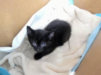 Rescue Domestic Short Hair Cats for Adoption in Hayward, California - A136202 | PetCurious