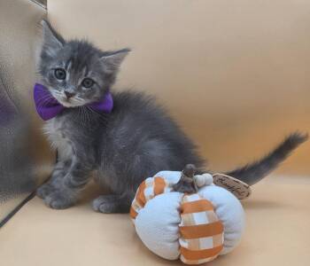 Snickers -  Domestic Long Hair and Tabby Cat for Adoption in Magnolia Springs, Alabama - Snickers | PetCurious