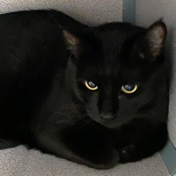 Rescue Domestic Short Hair Cats for Adoption in Pagosa Springs, Colorado - Gloria | PetCurious