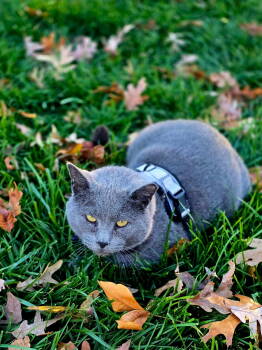 Rescue Domestic Short Hair Cats for Adoption in Herndon, Virginia - Vennlig | PetCurious