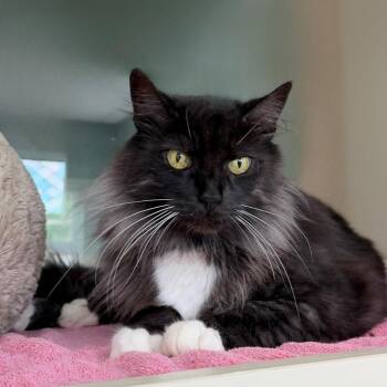 Nas -  Domestic Short Hair Cat for Adoption in State College, Pennsylvania - Nas | PetCurious