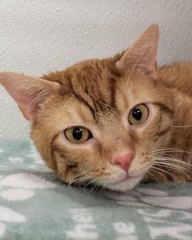 Domestic Short Hair Cats Available for Adoption - Tyson | PetCurious