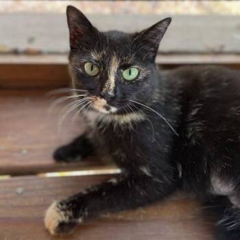 Manx and Tortoiseshell Cats Available for Adoption - Typo | PetCurious