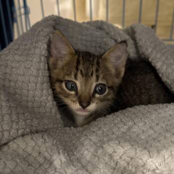 Maverick -  Domestic Short Hair Cat for Adoption in Santa Fe, Texas - Maverick | PetCurious