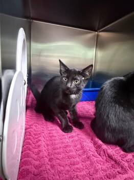 Alastor -  Domestic Short Hair Cat for Adoption in Waverly, Tennessee - Alastor | PetCurious