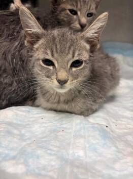 Porter Kitten 1 -  Domestic Short Hair Cat for Adoption in Morgantown, Kentucky - Porter Kitten 1 | PetCurious