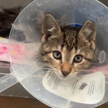 windy -  Domestic Short Hair Cat for Adoption in Fairmont, West Virginia - Windy | PetCurious
