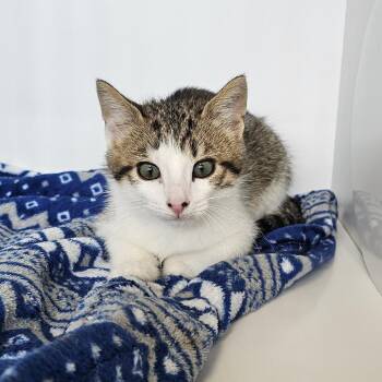 Silas -  Domestic Short Hair Cat for Adoption in Monroe, Michigan - Silas | PetCurious