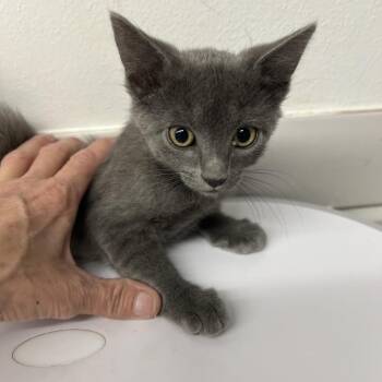 Checkers Chip -  Domestic Short Hair Cat for Adoption in St. Louis, Missouri - Checkers Chip | PetCurious