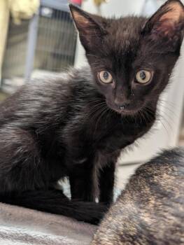 Richard -  Domestic Short Hair Cat for Adoption in Cumming, Georgia - Richard | PetCurious