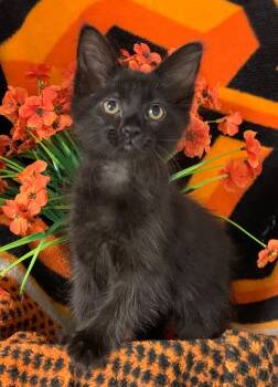 4/16/26 Baby Dave -  Domestic Short Hair Cat for Adoption in Stillwater, Oklahoma - 4/16/26 Baby Dave | PetCurious